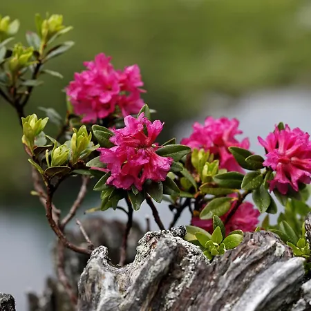 Fernerblick Apartamento Neustift im Stubaital