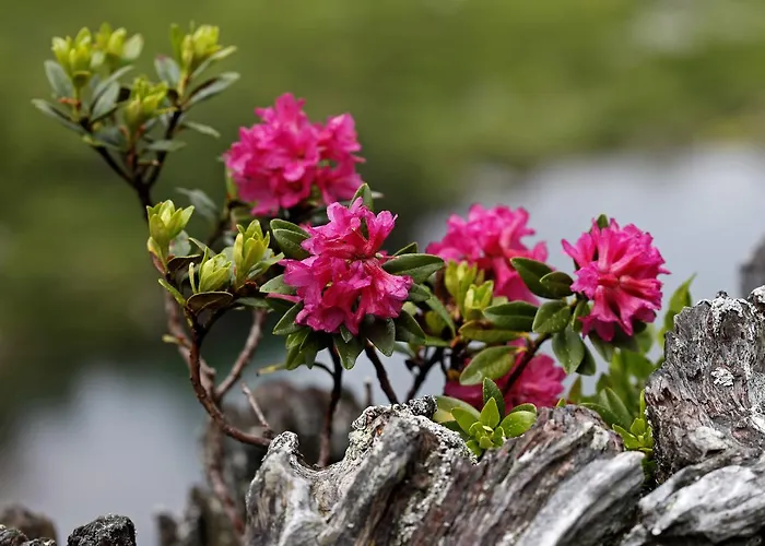 Fernerblick Daire Rehoboth Beach
